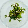 Bucephalandra sp 'Batang Kawa' - Whole Plant