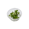 Venus Fly Trap 'Dumplings' Dionaea muscipula - Tissue Culture Cup