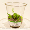 Venus Fly Trap 'Dumplings' Dionaea muscipula - Bio Cup