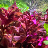 Rotala macrandra 'Red' - Tropica Tissue Culture Cup