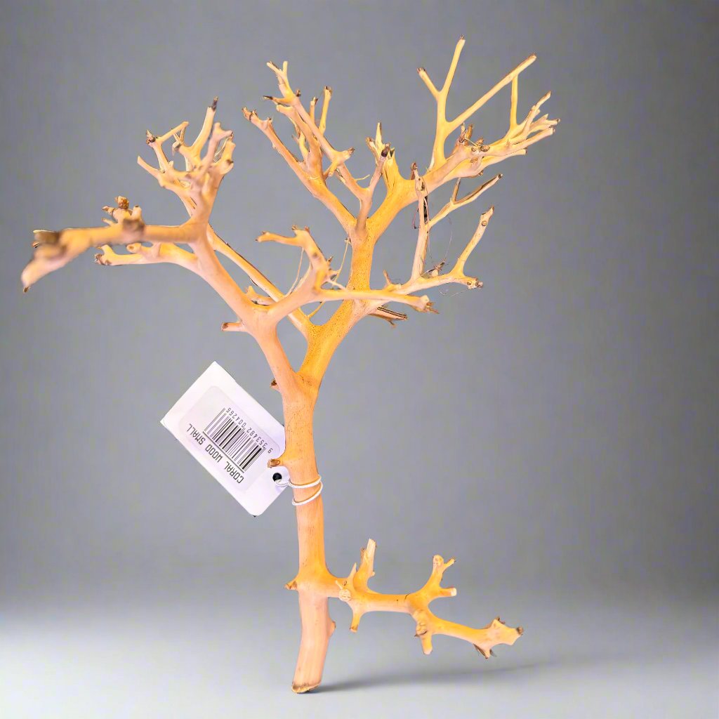 Coral Wood - Small - 15cm to 20cm