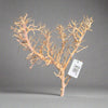 Coral Wood - Large - 32cm to 40cm