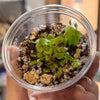 Dionaea muscipula FTS Towering Giant Venus Fly Trap - 1 small plant in a cup