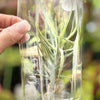 Living Airplant - Tillandsia bergeri - Poly Pack