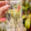 Living Airplant - Tillandsia funckiana - Poly Pack