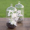 Hanging Glass Cylinder Terrarium Opening Clear - 10Dx22cmH