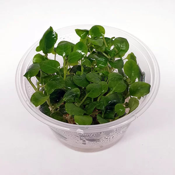 Lobelia cardinalis ‘Mini’ - Tissue Culture Cup