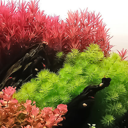 Rotala bloodii 'Blood Red' - 5cm Net Pot