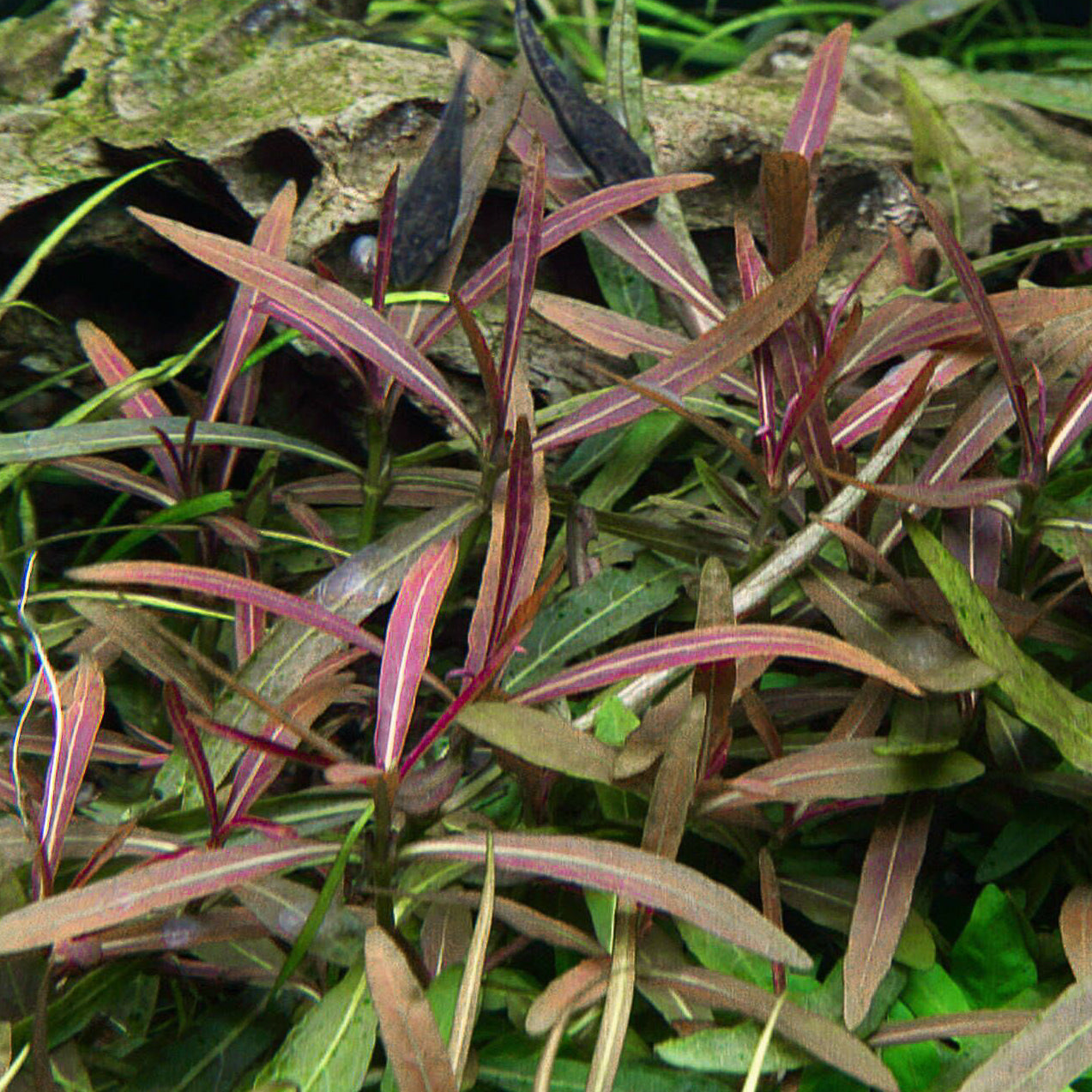 Hygrophila lancea ‘Araguaia’ - Immersed Grown Net Pot