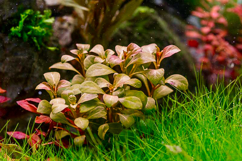 Ludwigia sp. Atlantis 'Dark Orange' - 5cm Net Pot