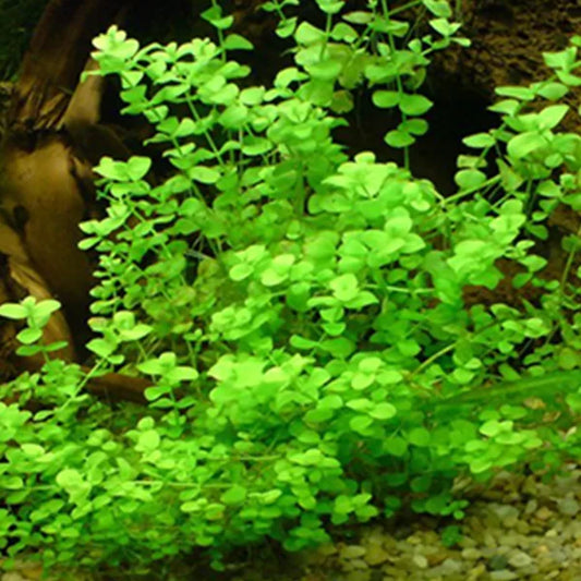 Lysimachia nummularia ‘Pennywort’ - Immersed Grown Net Pot