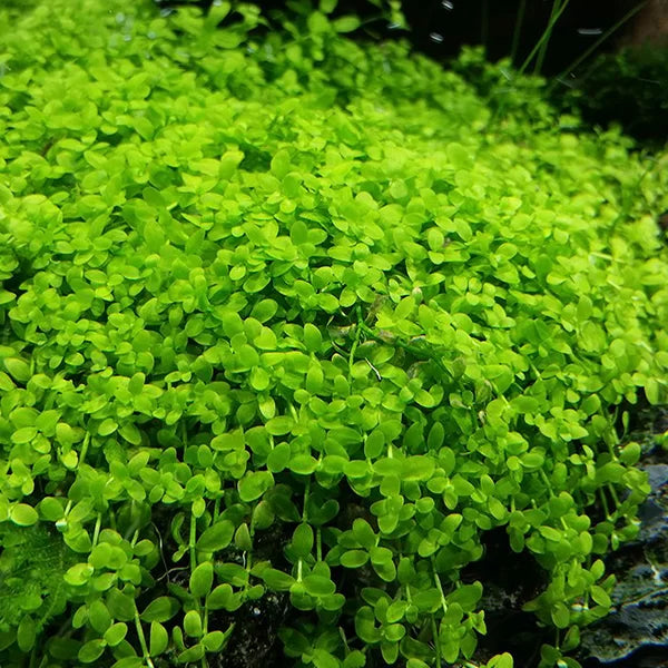 Micranthemum Umbrosum 'Takashi Carpet'  - Tissue Culture Cup