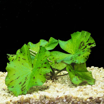 Green Tiger Lotus - 5cm Small Plant