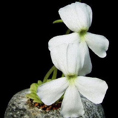 Pinguicula moranensis 'White flower' Butterwort Plant - Tissue Culture Cup