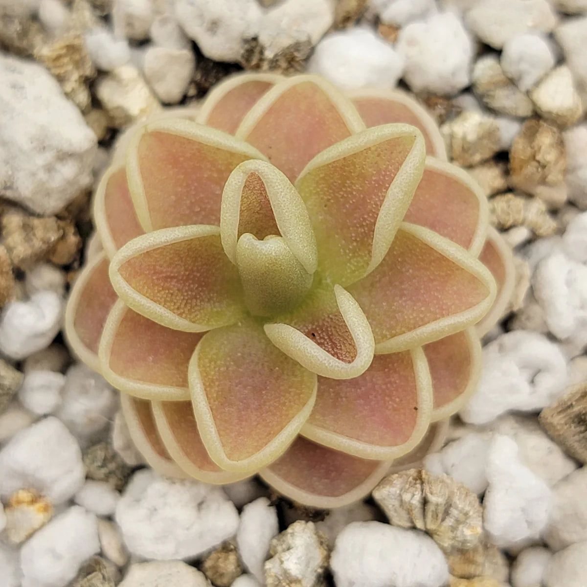 Pinguicula 'Yucca Do 1718' Butterwort Plant - Tissue Culture Cup