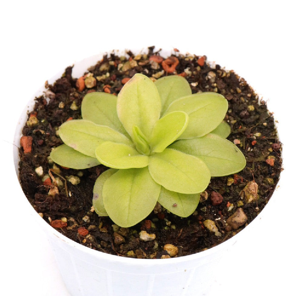 Pinguicula moranensis ‘Superba’ Butterwort Plant - Tissue Culture Cup