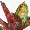 Aglaonema 'Golden Powder' - Tissue Culture Cup