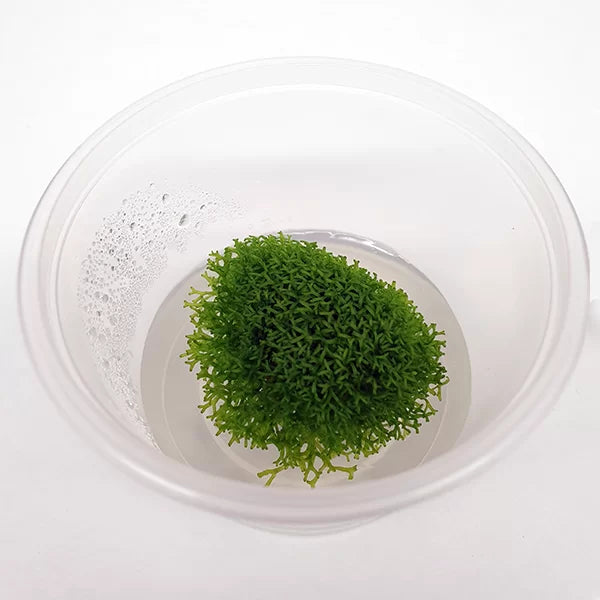 Riccia flutitans 'Floating Crystalwort' - Tissue Culture Cup