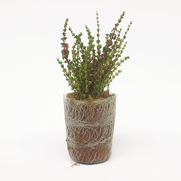 Rotala macrandra ‘Pearl’ - Immersed Grown Net Pot