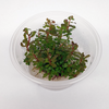 Rotala rotundifolia 'Colorata' - Tissue Culture Cup