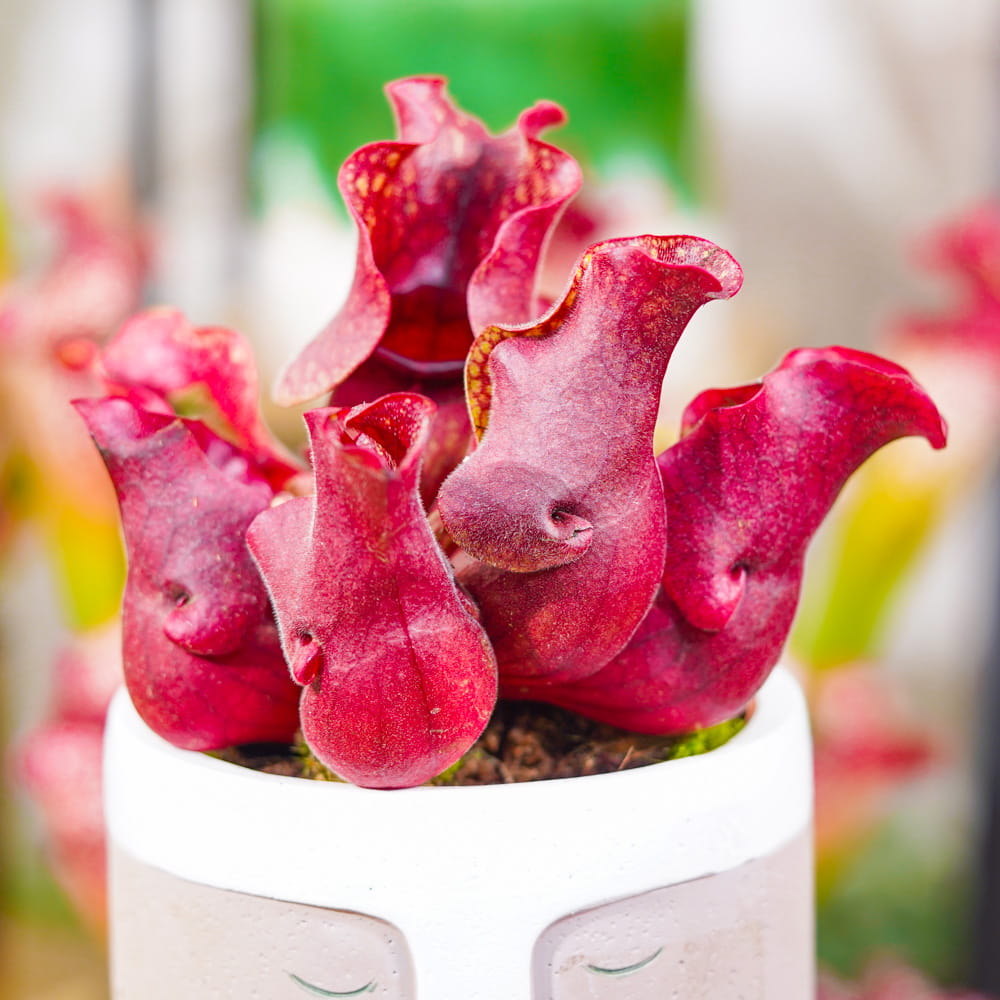 Sarracenia purpurea venosa sylwa - 1 small plant in a cup