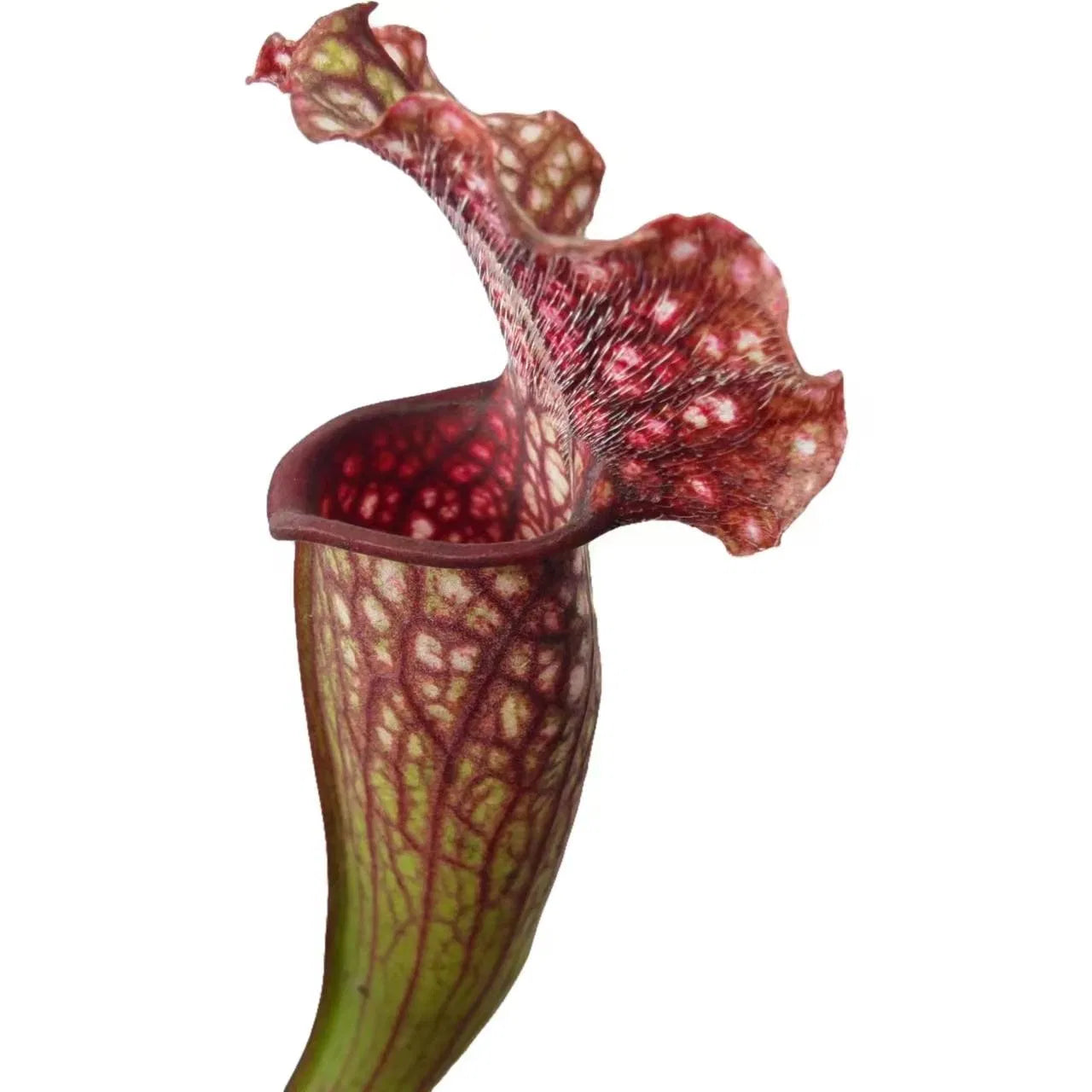 Sarracenia Velvet - Pitcher Plant - 1 Small Plant