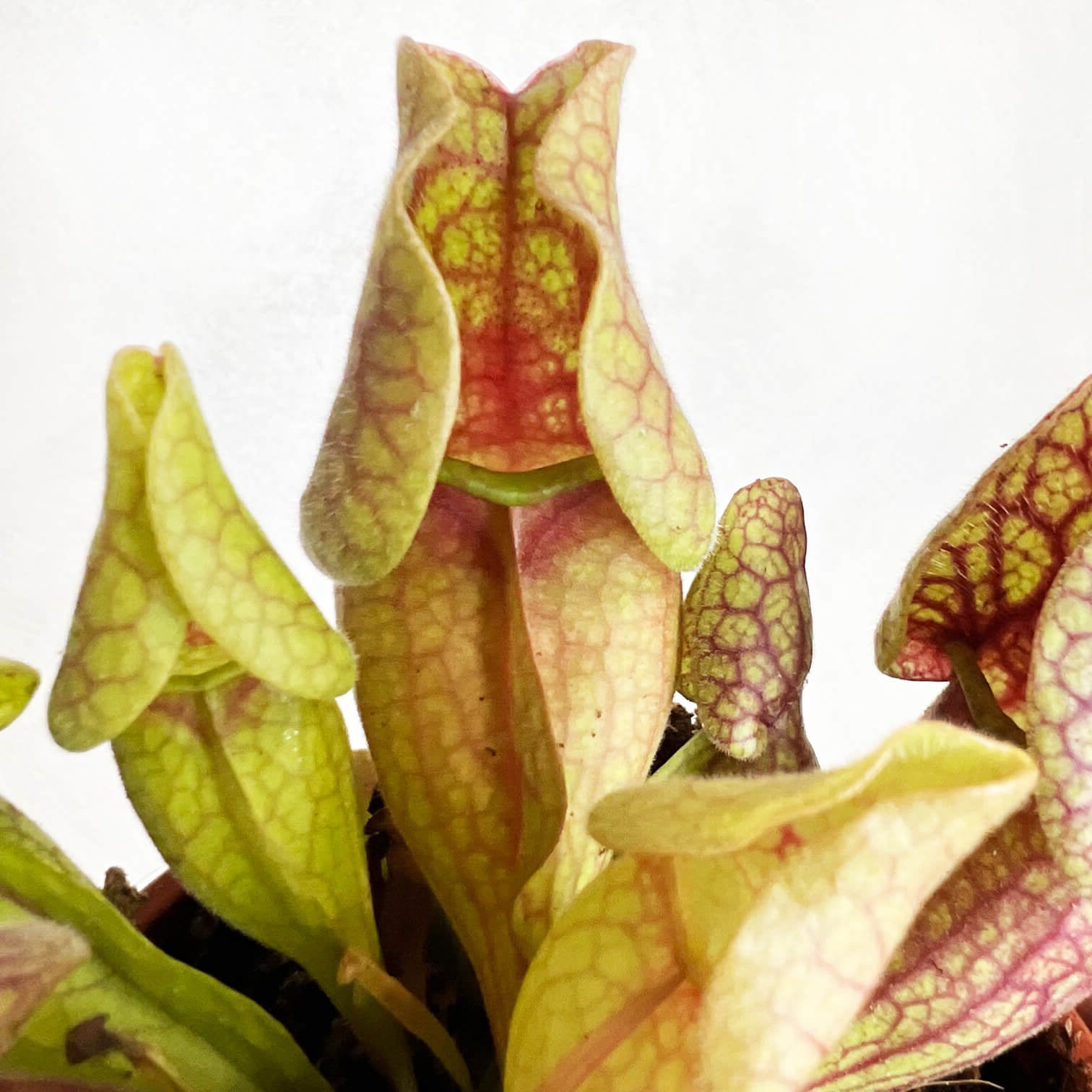 Sarracenia purpurea venosa sylwa - 1 small plant in a cup