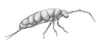 Springtails (Collembola) Culture - Fish Food