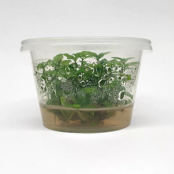 Staurogyne Repens - Tissue Culture Cup