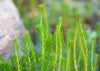 Myriophyllum Crispatum  'Lush Green Milfoil' - 5cm Net Pot