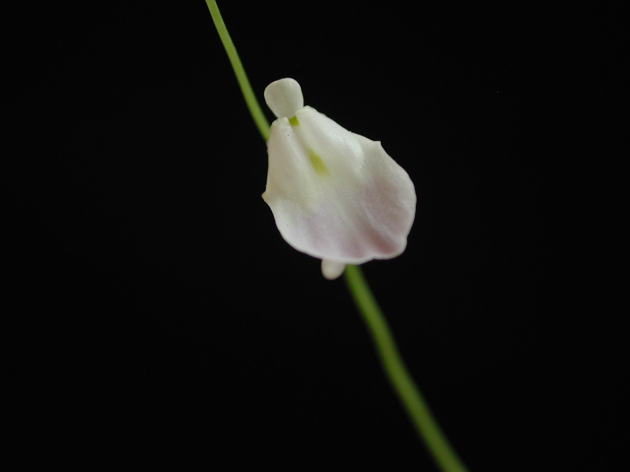 Utricularia livida ‘Typical’ Bladderwort - Tissue Culture Plant