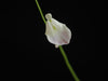 Utricularia livida ‘Typical’ Bladderwort - Tissue Culture Plant