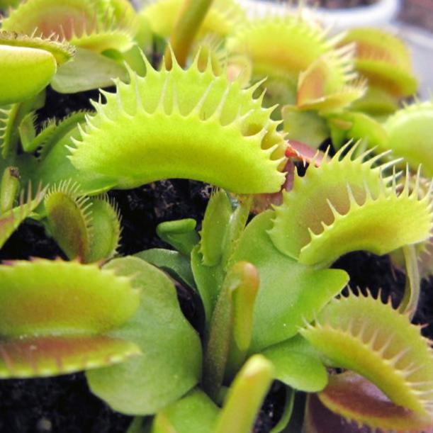 Venus Fly Trap 'Crenata' (#24) Dionaea muscipula - Tissue Culture Cup