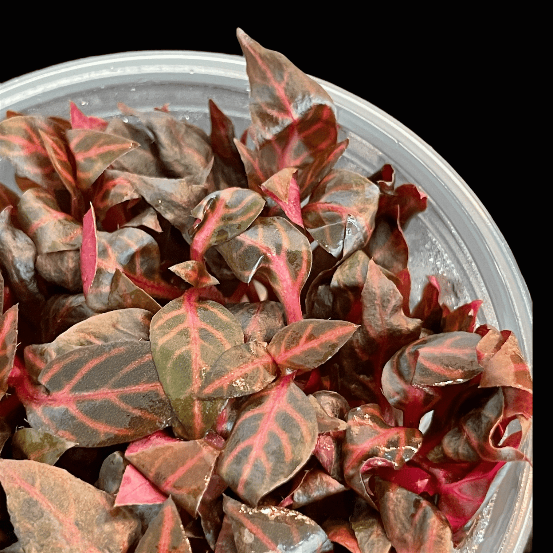 Alternanthera reineckii 'Rosanervig' - Tissue Culture Cup