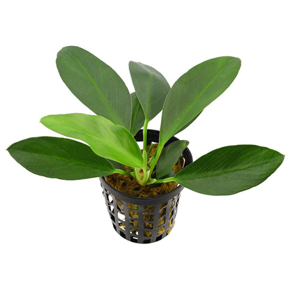Anubias afzelii 'Congensis' - 10-20cm Plant