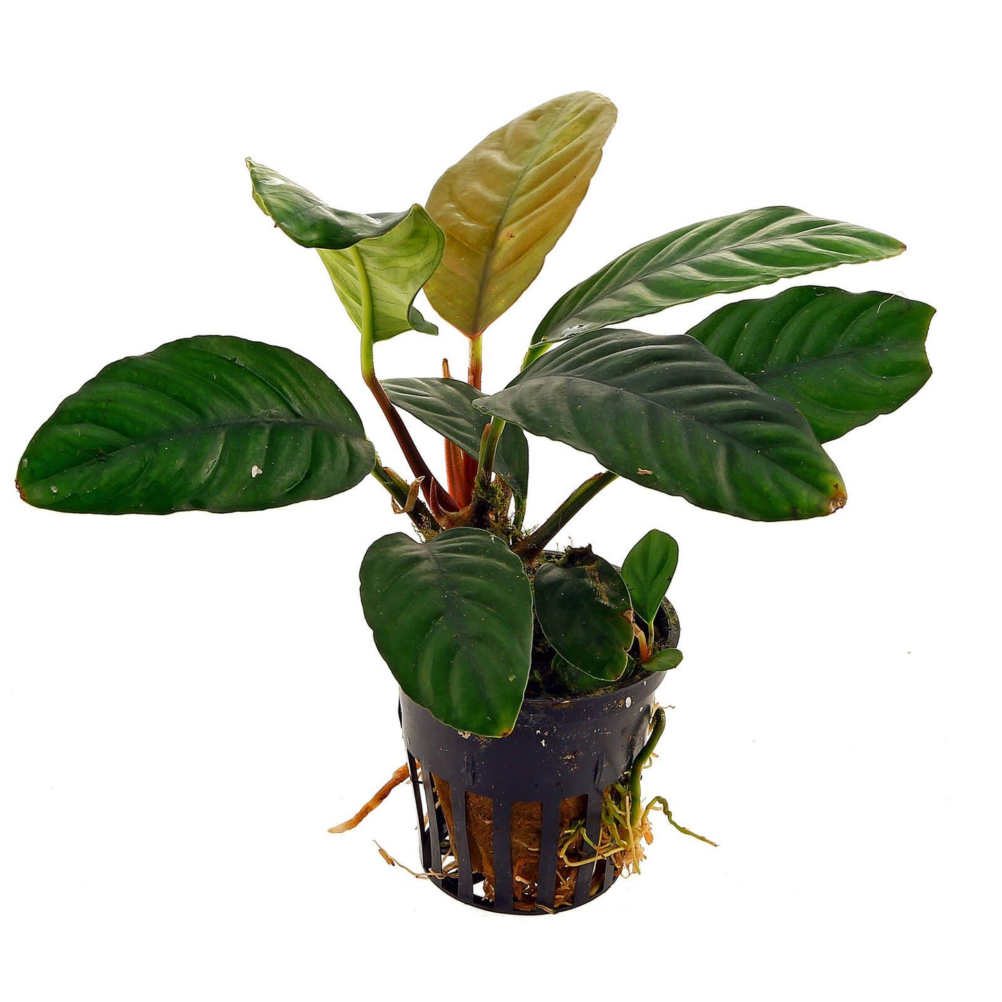 Anubias barteri sp 'Coffeefolia' - 10-20cm Plant