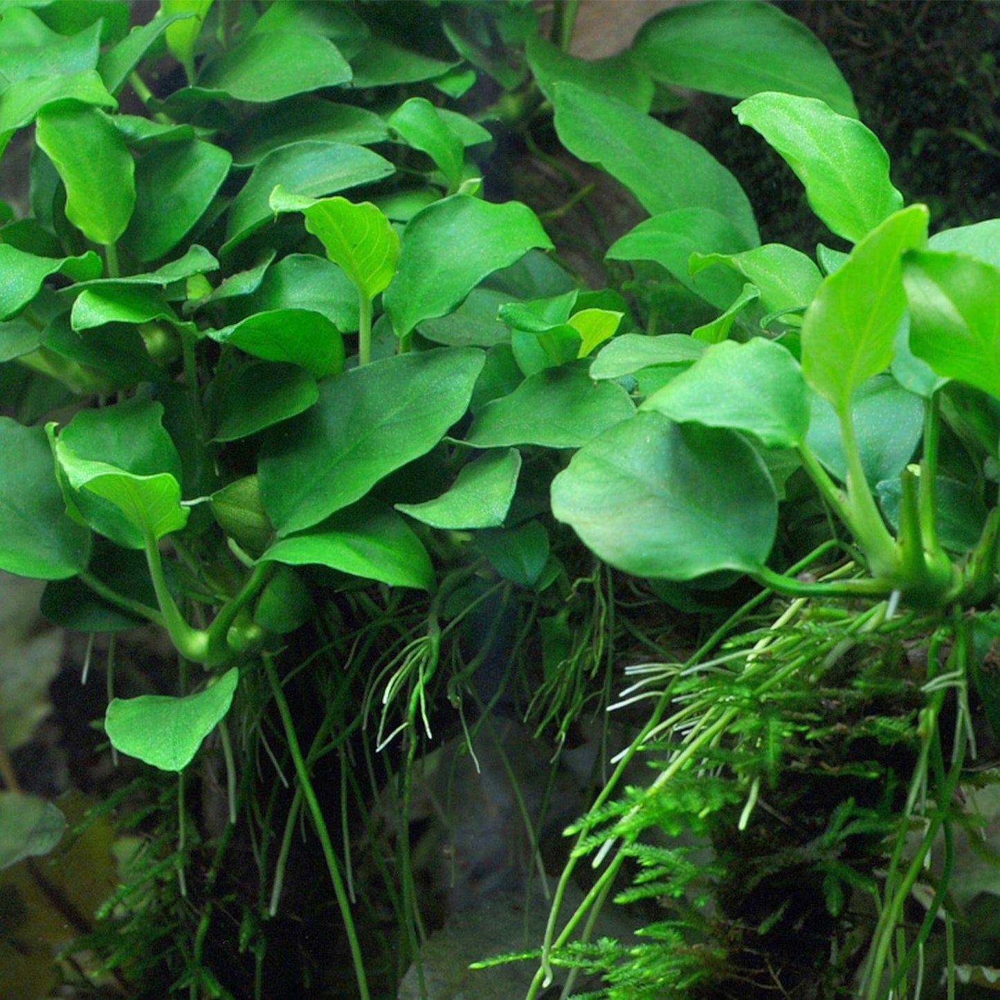 Anubias barteri var. nana 'Petite' - 2-5cm Plant
