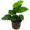 Anubias barteri var. nana - Plant