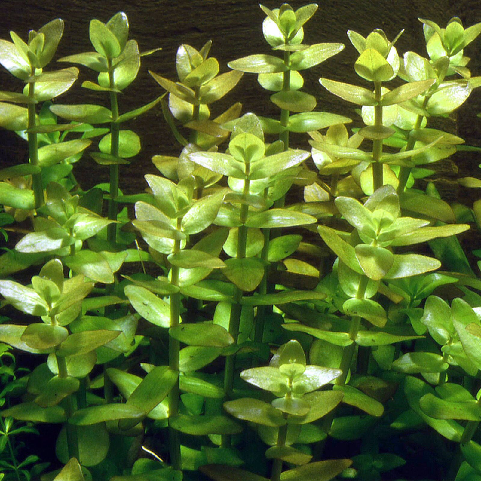 Bacopa caroliniana 'Lemon' - 5cm Net Pot