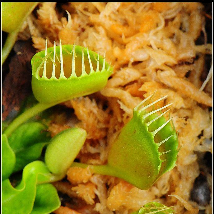 Venus Fly Trap 'Trichterfalle' Dionaea muscipula - Tissue Culture Cup