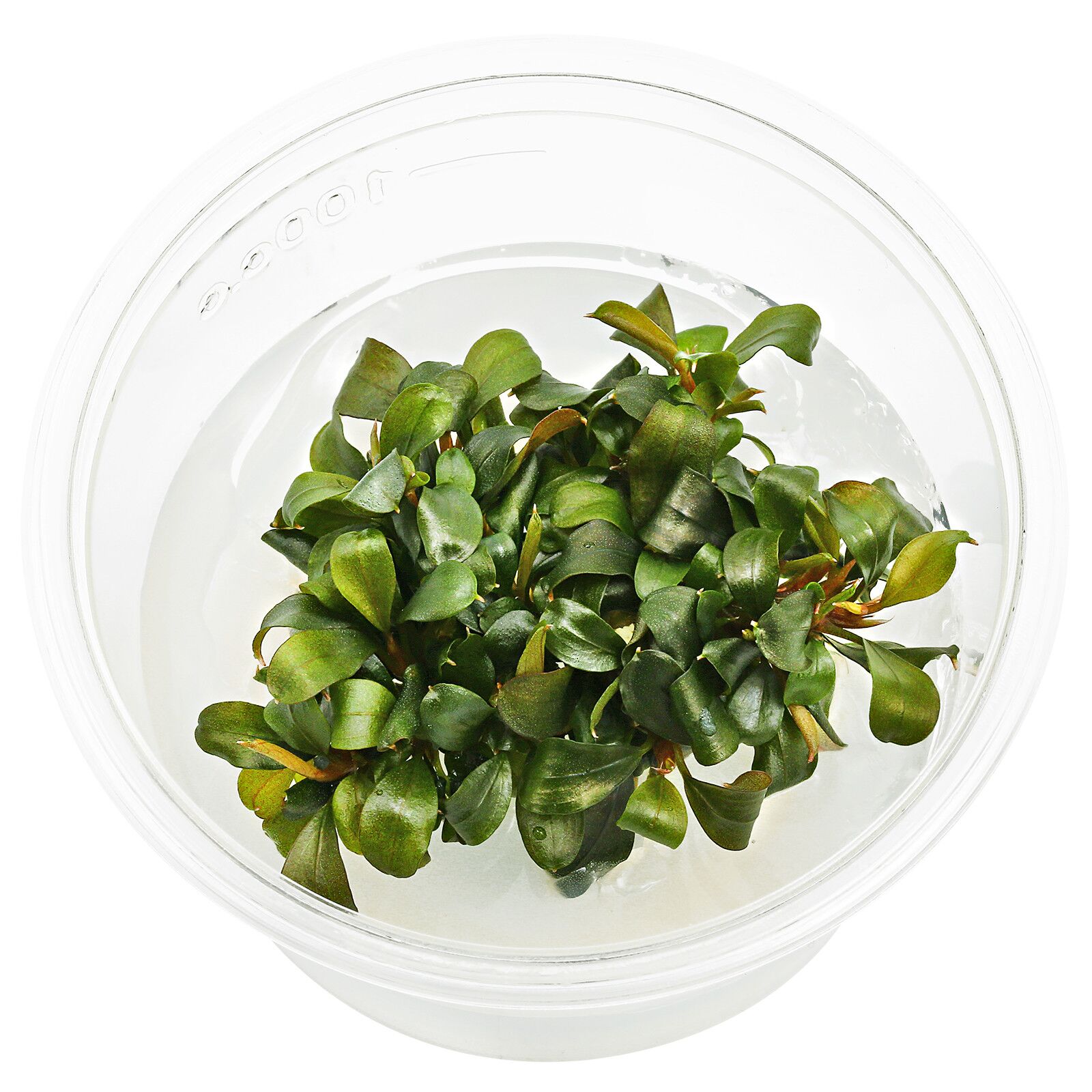 Bucephalandra sp 'Batang Kawa'- Tissue Culture Cup