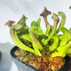 Sarracenia Hydra - 1 small plant in cup