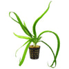 Crinum Natans - Bulb Net Pot