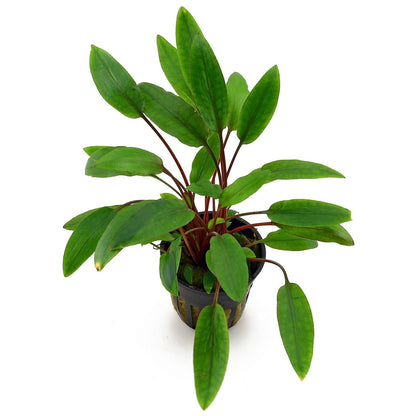 Cryptocoryne wendtii 'Petchii' - Tissue Culture Cup