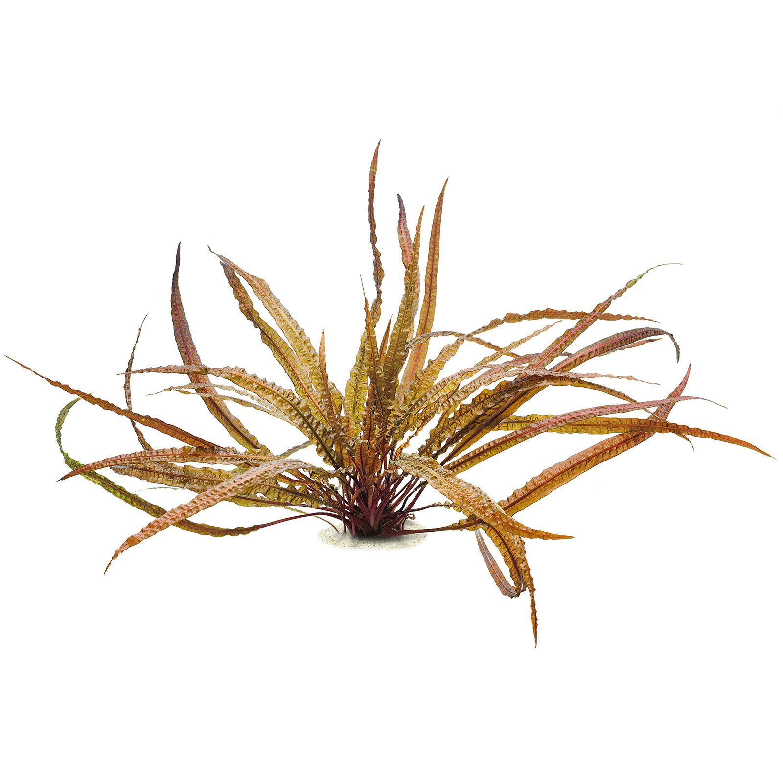 Cryptocoryne crispatula 'Balansae' - Tissue Culture Cup