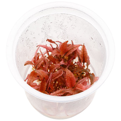 Cryptocoryne wendtii 'Pink Flamingo' - Tissue Culture Cup