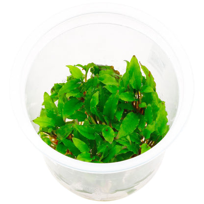 Cryptocoryne wendtii 'Green' - Tissue Culture Cup