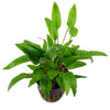 Cryptocoryne wendtii 'Green' - Tissue Culture Cup