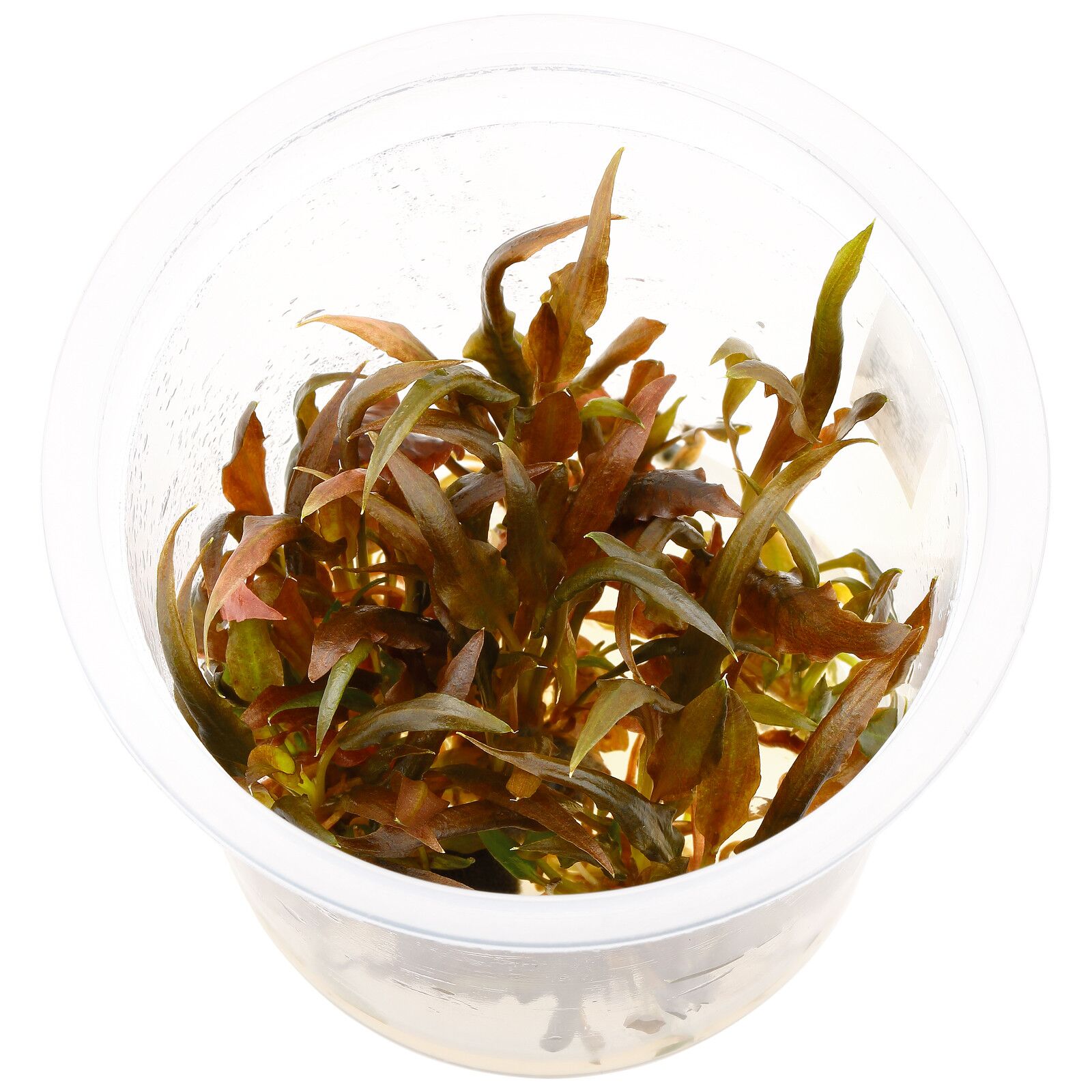 Cryptocoryne wendtii 'Mi Oya' - Tropica Tissue Culture Cup