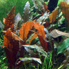 Cryptocoryne wendtii 'Mi Oya' - Tissue Culture Cup